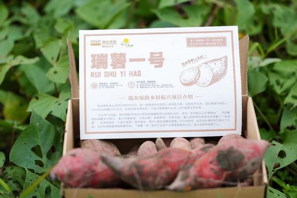 瑞众保险乡村振兴产业园开启第二季种植“聚宝盆”里再迎“西瓜红”(图3)